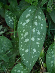 Pulmonaria saccharata