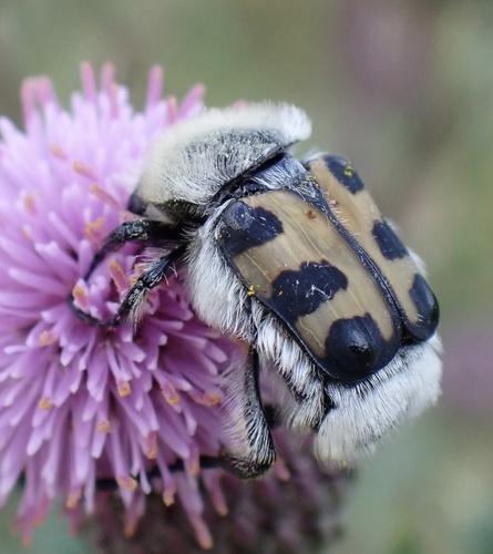 French Flower Chafer, Nationaal Park De Biesbosch, Werkendam, North Brabant, NL, photo 7 of 10