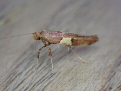 Caloptilia semifascia