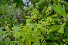 Wollastonia biflora