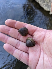 Corbicula fluminalis