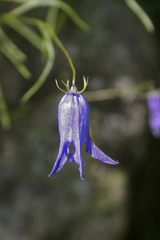 Campanula excisa