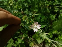 Epilobium lanceolatum