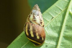Amphidromus xiengensis