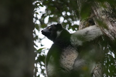 Indri indri