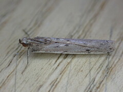 Phycitodes binaevella