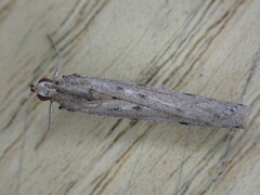 Phycitodes binaevella