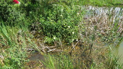Hibiscus diversifolius