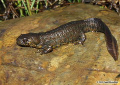 Balkan Crested Newt photo 2