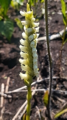 Spiranthes romanzoffiana