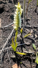 Spiranthes romanzoffiana