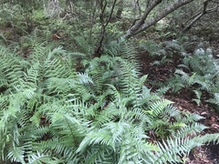 Dryopteris ludoviciana