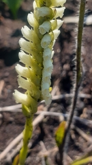 Spiranthes romanzoffiana