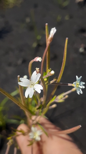 bog willowherb (Epilobium leptophyllum)