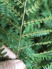 Dryopteris ludoviciana
