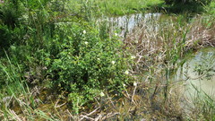 Hibiscus diversifolius