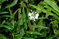 Hedychium coronarium image