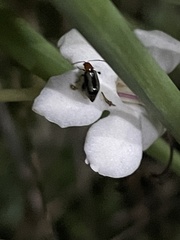 Luperomorpha vittata
