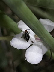 Luperomorpha vittata