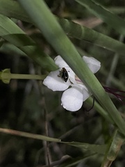 Luperomorpha vittata