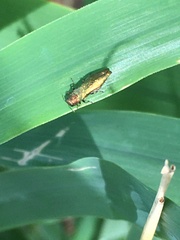 Agrilus viridis