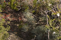 Melaleuca torulosa