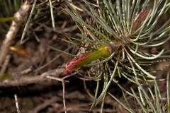 Melaleuca torulosa