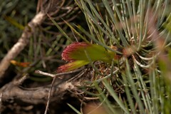 Melaleuca torulosa