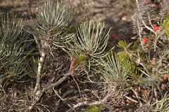 Melaleuca torulosa