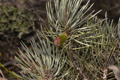 Melaleuca torulosa