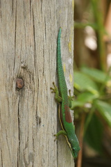 Phelsuma lineata