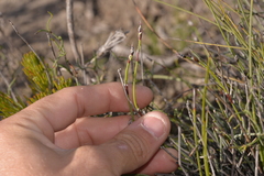 Lepidobolus quadratus