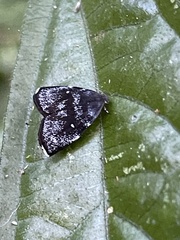 Alampla palaeodes