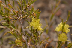 Hypocalymma