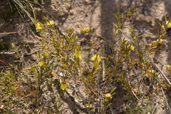 Hypocalymma