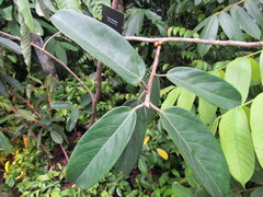 Ficus consociata