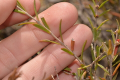 Hypocalymma