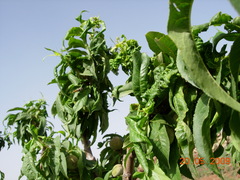 Brachycaudus amygdalinus