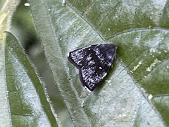 Alampla palaeodes