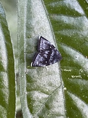 Alampla palaeodes