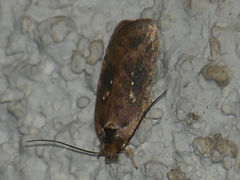 Agonopterix ciliella