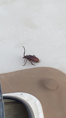 Prionus californicus