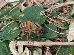 Apis mellifera