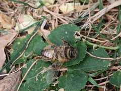 Apis mellifera