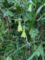Codonopsis kawakamii