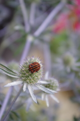 Graphosoma italicum italicum
