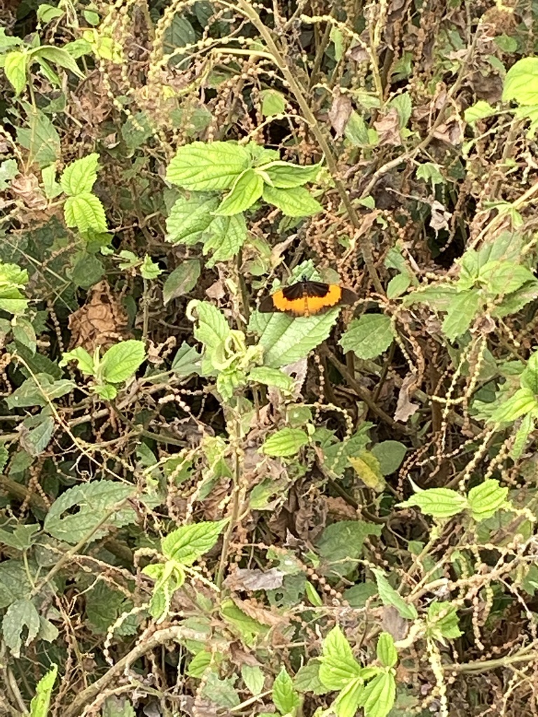 Acraea pseudeuryta