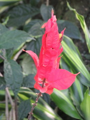 Ruellia chartacea