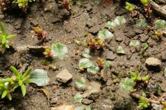 Riccia cartilaginosa