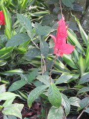 Ruellia chartacea